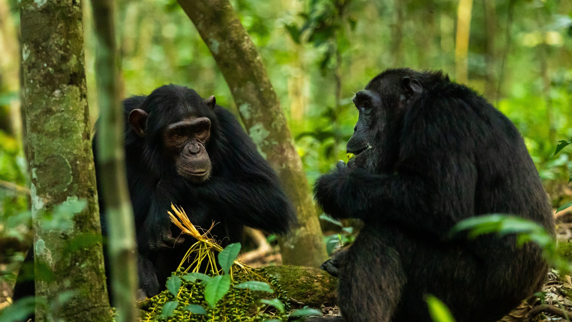 Churchill's Erbe: die grüne Perle Afrikas